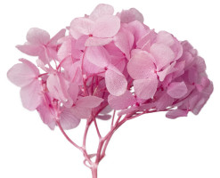 Studio-Products-103-1-web Studio-Products-103-1-web